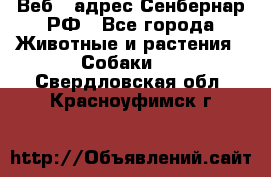 Веб – адрес Сенбернар.РФ - Все города Животные и растения » Собаки   . Свердловская обл.,Красноуфимск г.